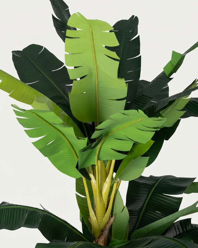Planta decorativa Platanero LORIA