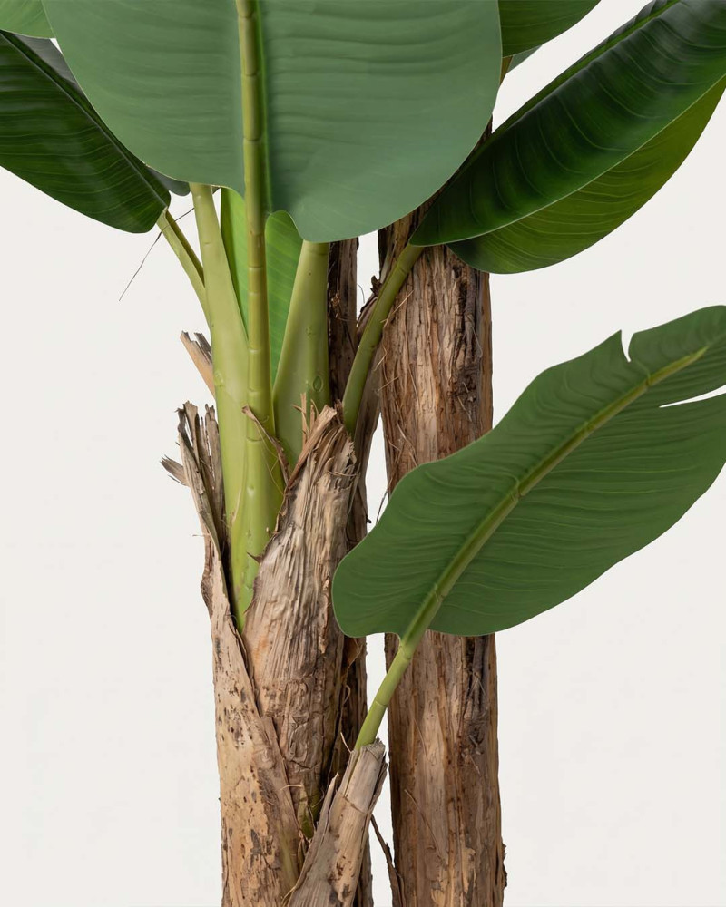 Planta decorativa Platanero LORIA detalle