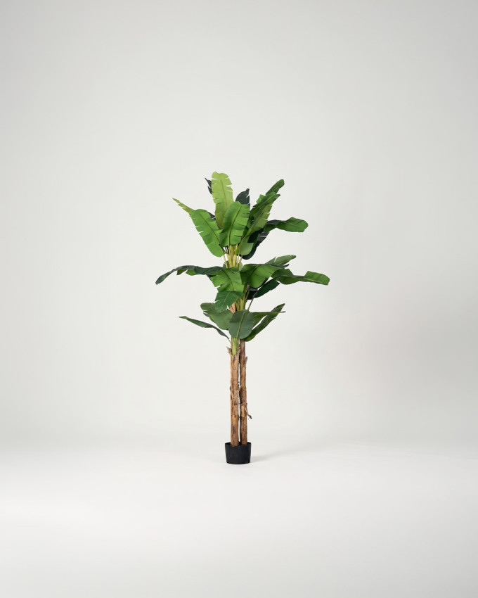 Planta decorativa Platanero LORIA