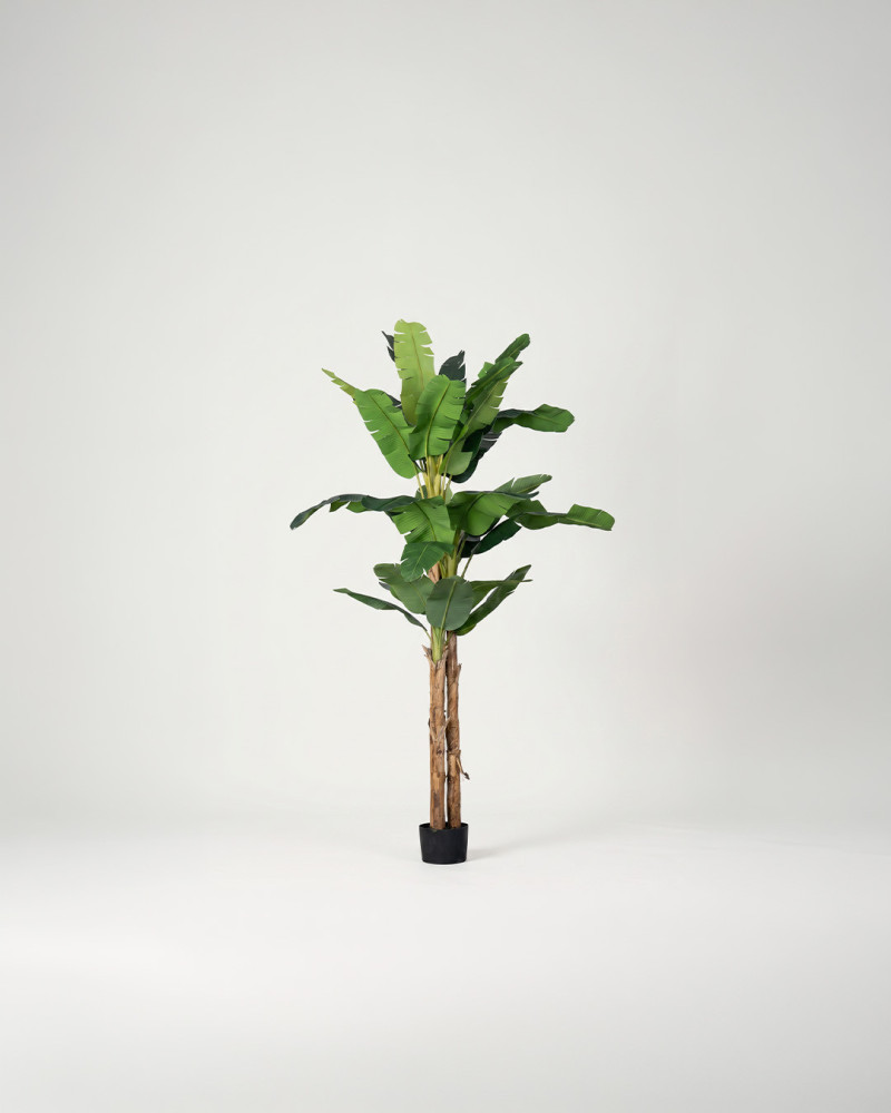 Planta decorativa Platanero LORIA frente