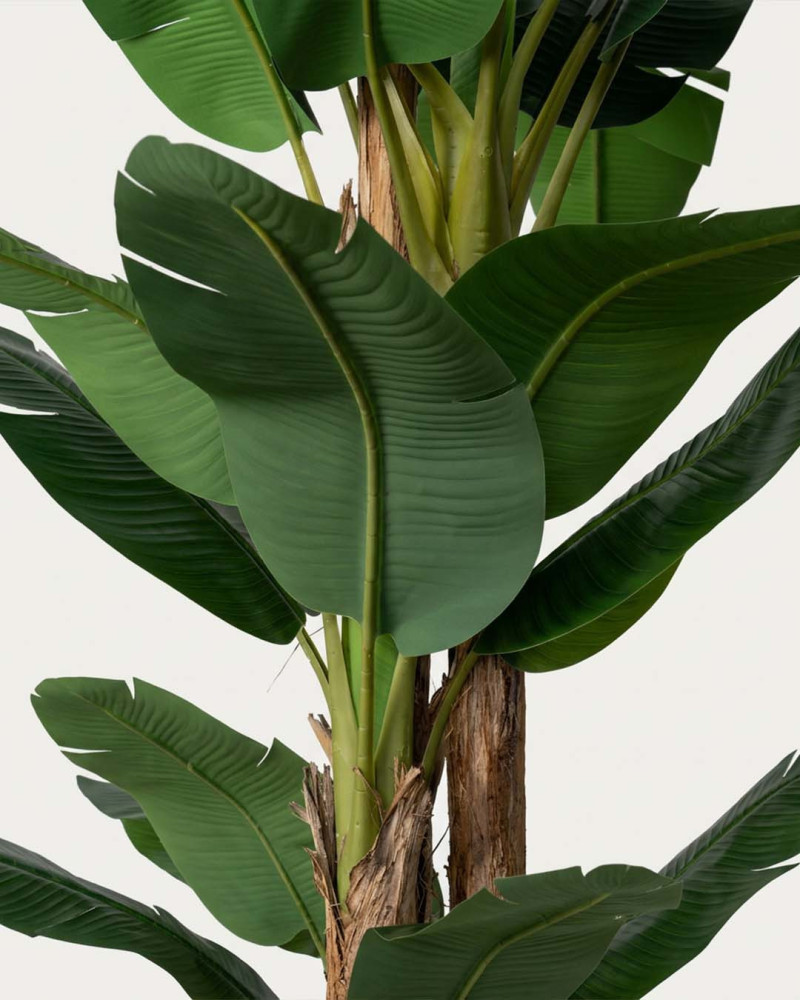 Planta decorativa Platanero LORIA detalle