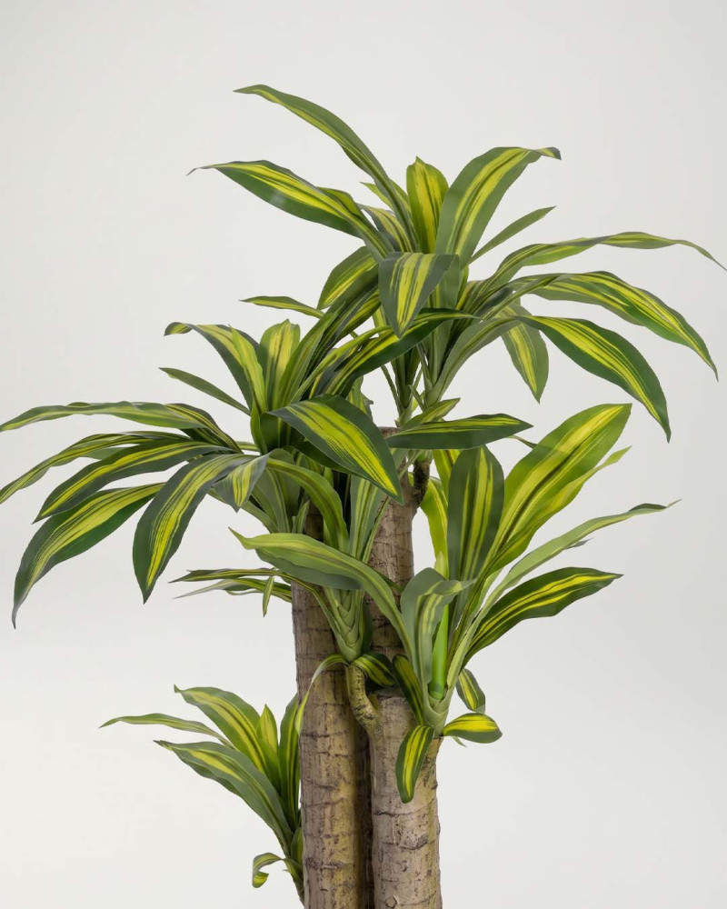 Planta decorativa Dracaena TESA detalle