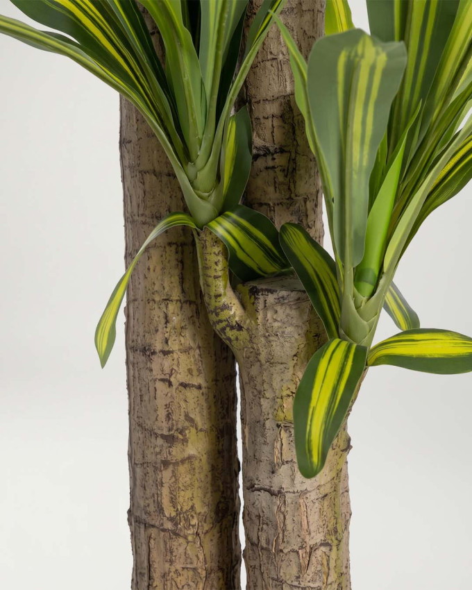 Planta decorativa Dracaena TESA
