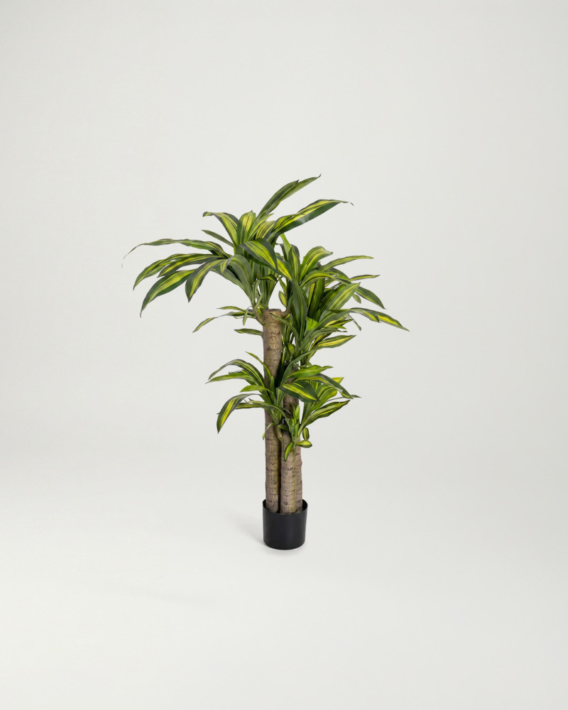 Planta decorativa Dracaena TESA detalle