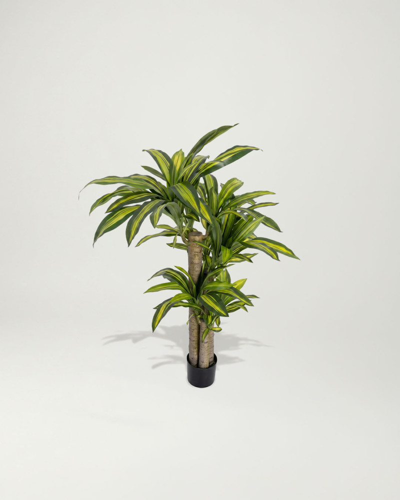 Planta decorativa Dracaena TESA frente