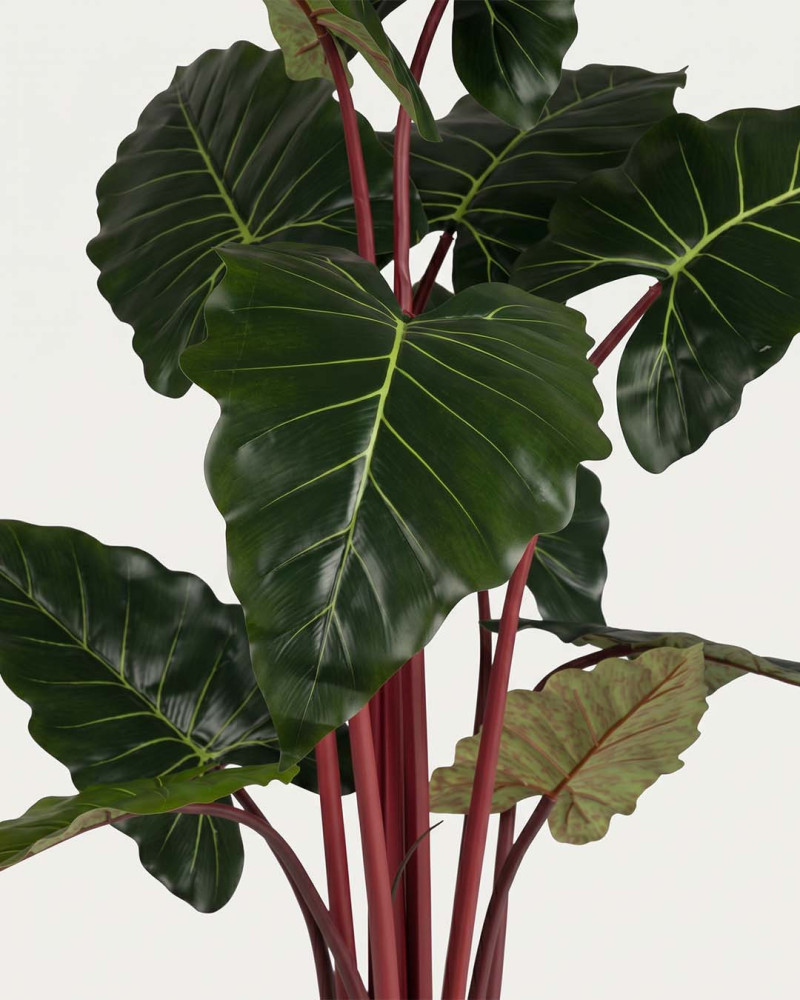 Planta decorativa Colocasia ALICE detalle