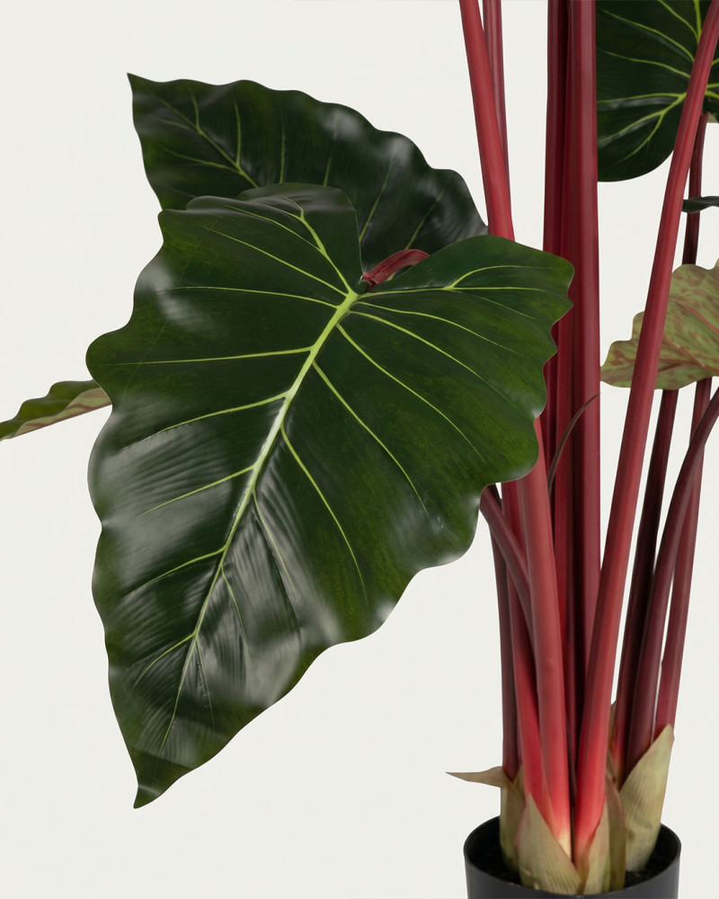 Planta decorativa Colocasia ALICE detalle