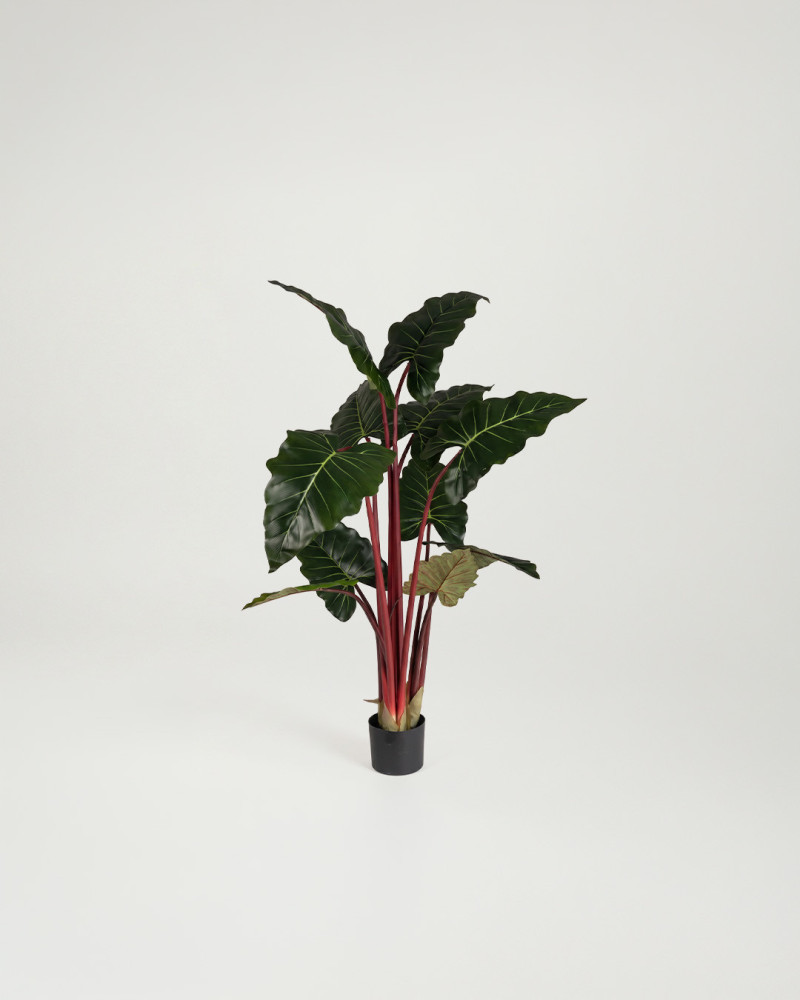 Planta decorativa Colocasia ALICE frente