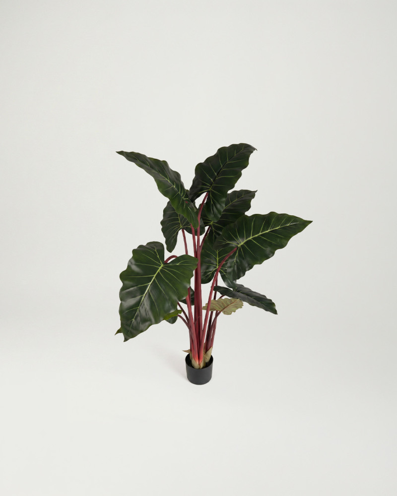 Planta decorativa Colocasia ALICE superior