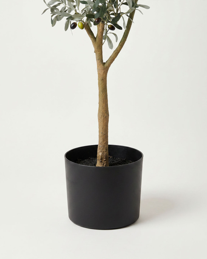 Planta decorativa olivo KIRA