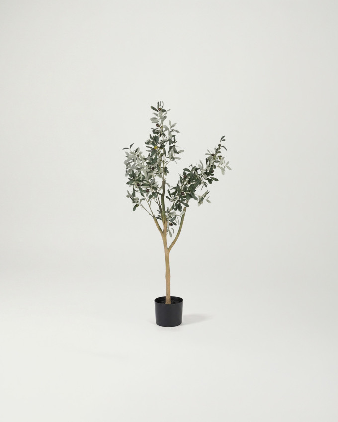 Planta decorativa olivo KIRA