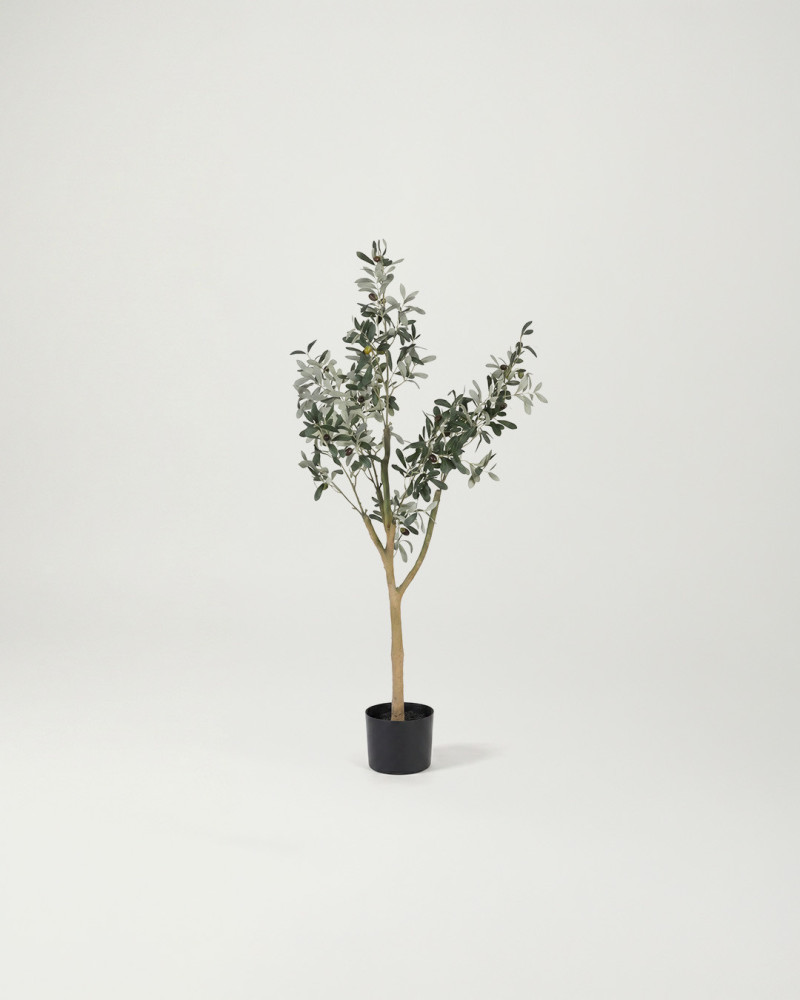 Planta decorativa olivo KIRA | Rey Home