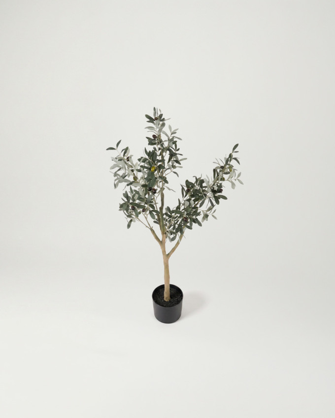Planta decorativa olivo KIRA