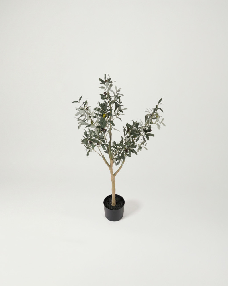 Planta decorativa olivo KIRA | Rey Home