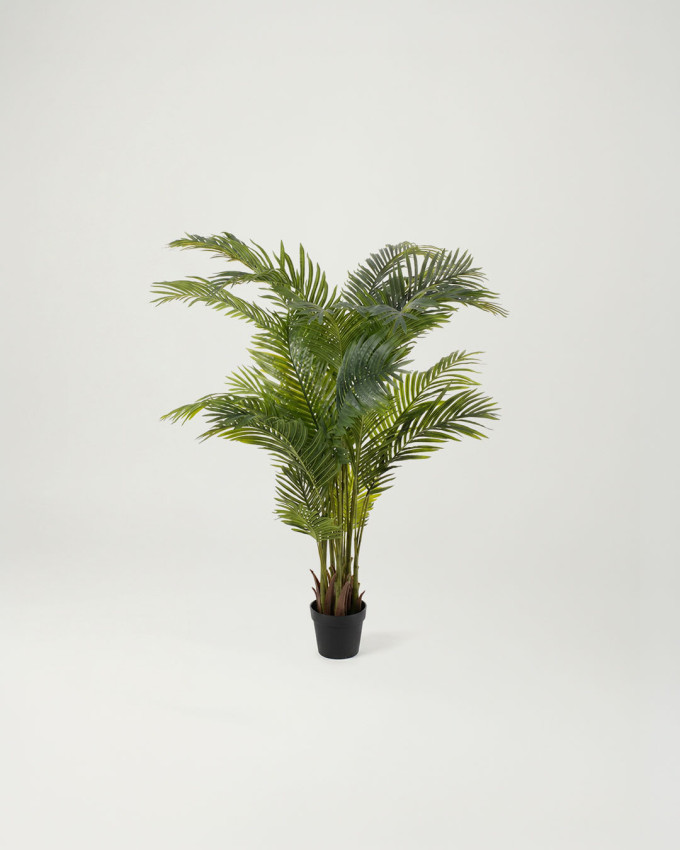 Planta decorativa palmera DAVI