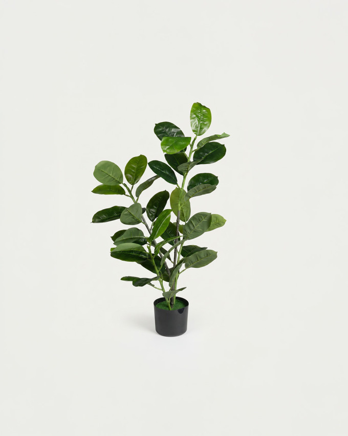 Planta decorativa caucho NURI
