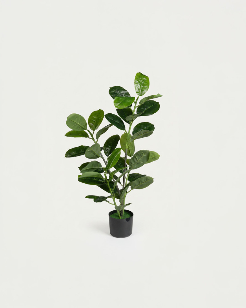 Planta decorativa caucho NURI vista frontal