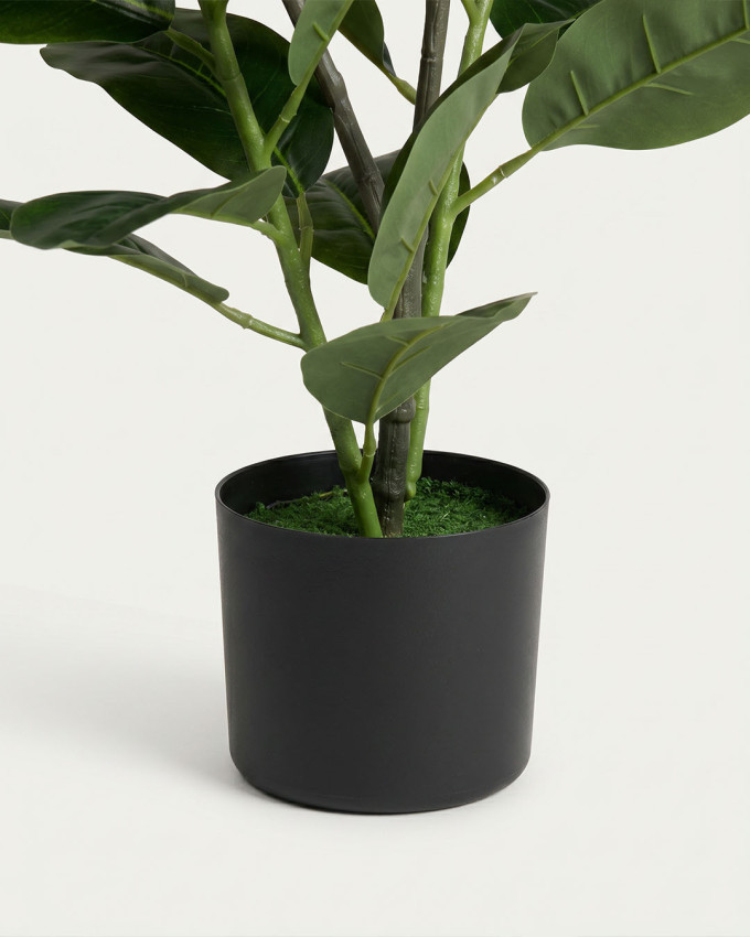 Planta decorativa caucho NURI