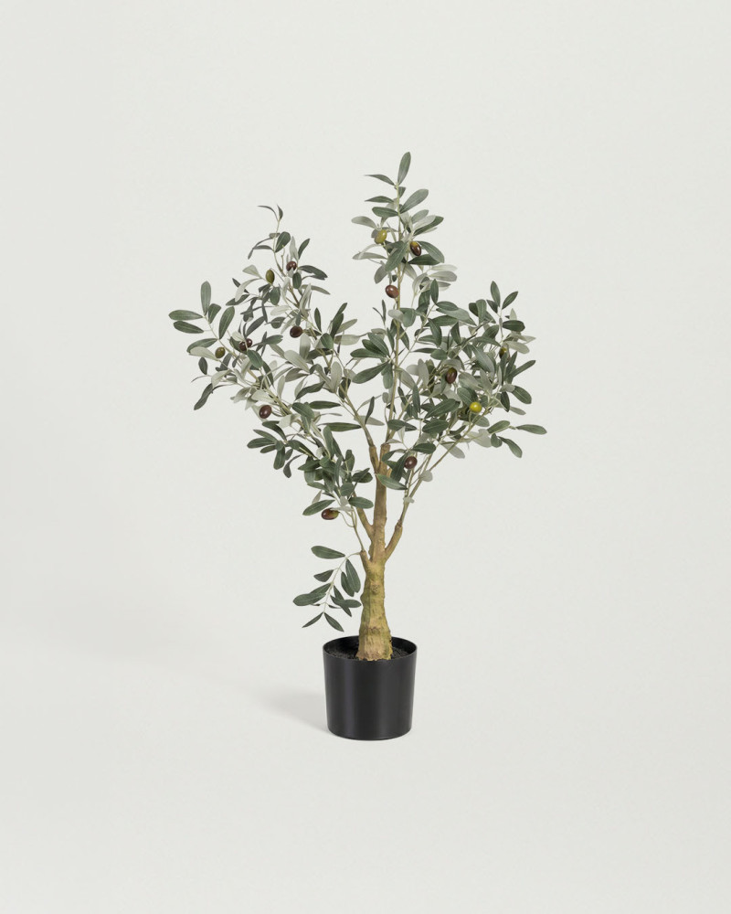 Planta  olivo CORA