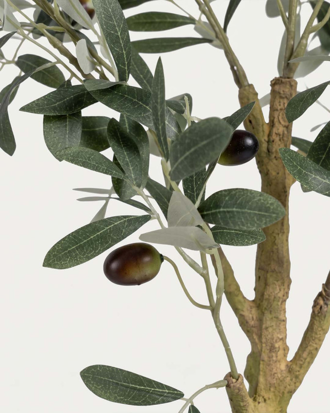 Planta  olivo CORA