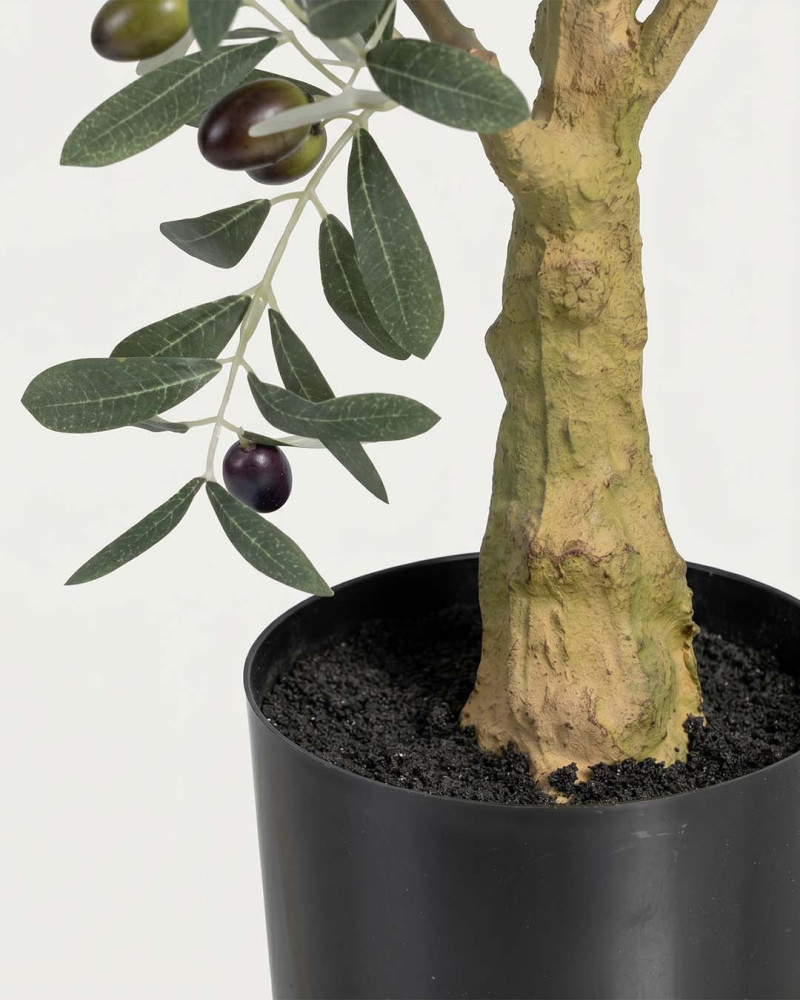 Planta  olivo CORA