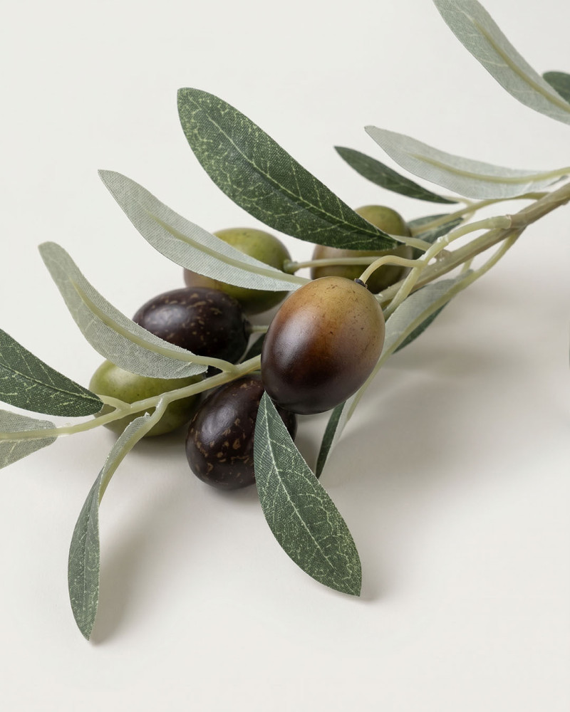 Planta olivo verde CORA | Rey Home