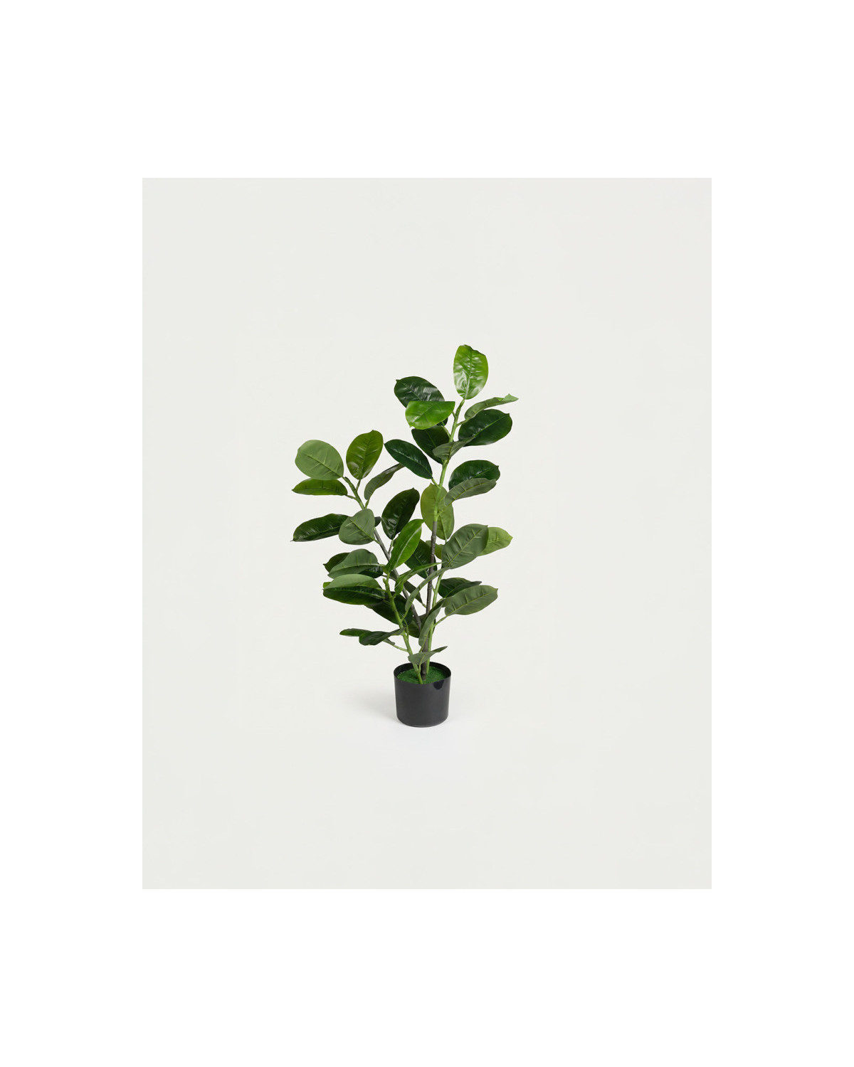 Maceteros y plantas